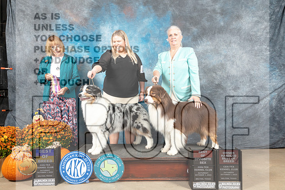 Australian Shepherd #12BOB #9 BOS Judge Shelley Hennessy_MJ_5613_Belton_2022_HR3
