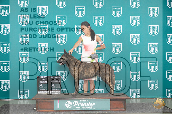 Dutch Shepherd #607 Sun BOB COC Judge Carianna Glenn__JP_2934_Premier_2024_HR3