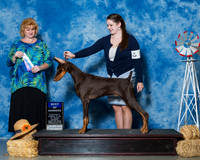 Doberman Pinschers #7 Sun BOW Van Epp Lora Sarah Van Epp Kelly Judge Ms Betty Nelson Pollock