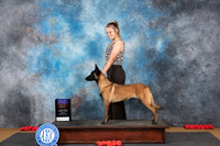 Belgion Malinois #8 Sat BOBOHBOB Judge Pat Trotter r