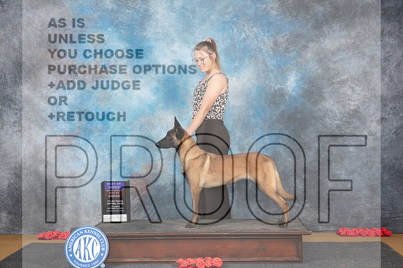 Belgion Malinois #8 Sat BOBOHBOB Judge Pat Trotter r__JP_0650_Sulphur Springs_2024_HR3