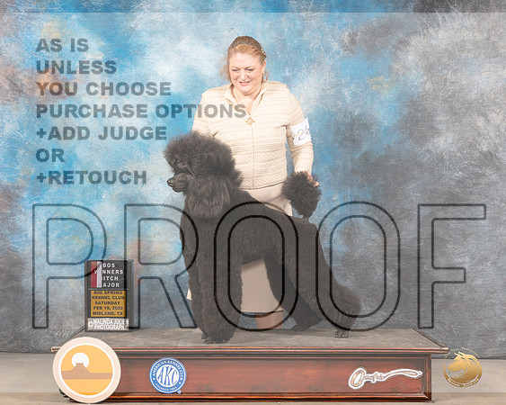Poodle Std #24 Sat BOSWB Judge Gary AndersenMMJ_4607_Mdlnd2022_HR3