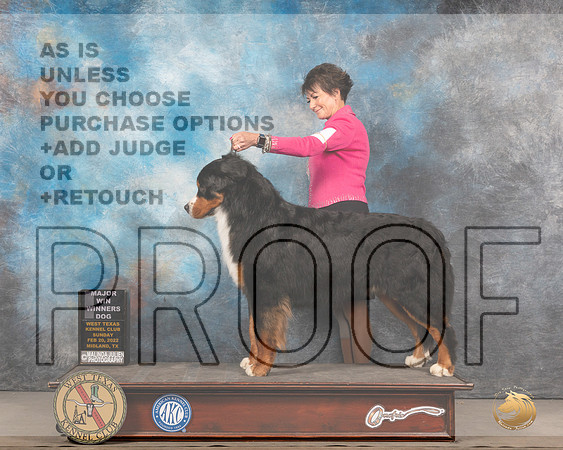 Bernese Mountain Dog #11 Sun WDBOW Judge Judy BrownMMJ_5294_Mdlnd2022_HR3