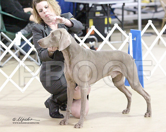 Weim-2682
