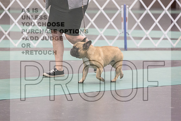 French Bulldog Sat Ring 2_JJL_0674_UKCLNGVIEWOCT2024_2024_HR3