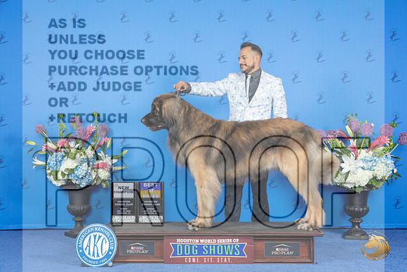 Leonberger #7 FRI BOB NC Judge Ronald Freeman__JP_9408_Houston_2024_HR3