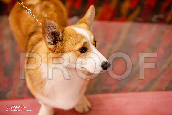 _JJ_0543-HstnCorgiFeb2015-HR3