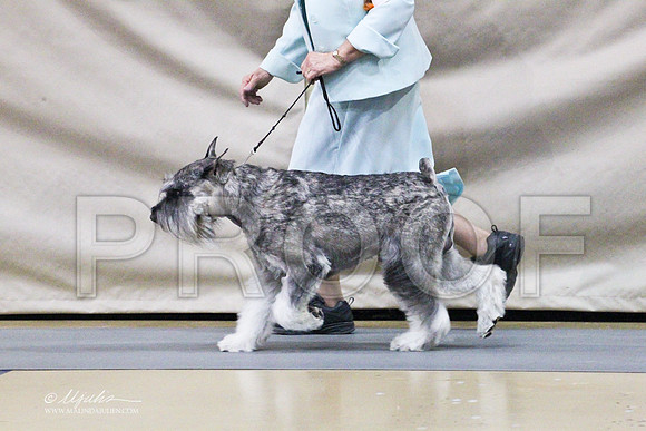 StanSchnauzers-1609LR