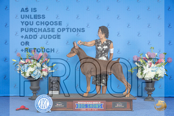 Doberman #9 SUN WD BOW M Judge Annella Cooper__JP_0090_Houston_2024_HR3