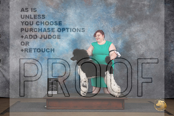 Poodle Standard MC #228 Sun BOW NCh Judge Brenda Landers__JP_3092_LongviewTX_2024_HR3
