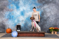 German Shorthaired Pointer #17 FastCAT Title No Judge