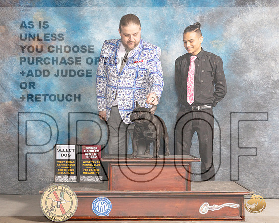 French Bulldog #17 Sun OHBOBSD Judge Donnelle RichardsMMJ_5039_Mdlnd2022_HR3