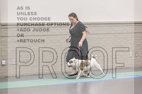 American Pit Bull Terrier Rings Fri Ring 1_JJL_7022_UKCLNGVIEWOCT2024_2024_HR3