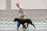 Rottweiler Ring Fri Ring 1