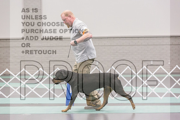 Rottweiler Ring Fri Ring 1_JJL_5058_UKCLNGVIEWOCT2024_2024_HR3