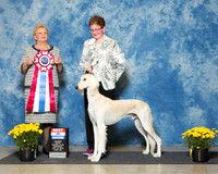 Salukis #5 Sat BiS Mueller Julie L Eugene Blake Judge Mrs Rita Holloway