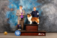 Shetland Sheepdog #48 WED WB Major Judge Robert Olsen