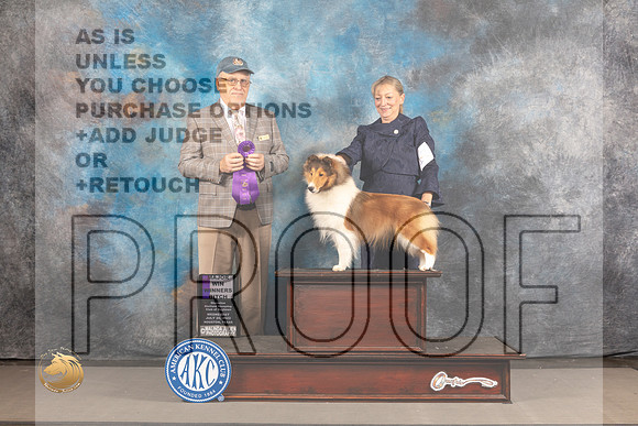 Shetland Sheepdog #48 WED WB Major Judge Robert Olsen_MJ_2641_Houston_2022_HR3