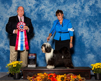 Tibetan Terriers #11 Sun BiS Villegas Alejandro Lynn Meyer M L Laffler Judge Mr Douglas R Holloway Jr