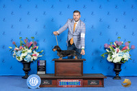 Dachshund Wire #7 SUN WD Judge Jon Cole