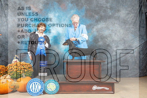 Dachshund Smooth #8 Sun G1 Judge Donnelle Richards_MJ_6735_Belton_2022_HR3