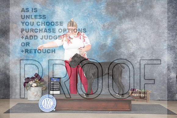 Cane Corso #5 SAt BOW Judge Joan Liebes__JP_6941_Belton_2024_HR3
