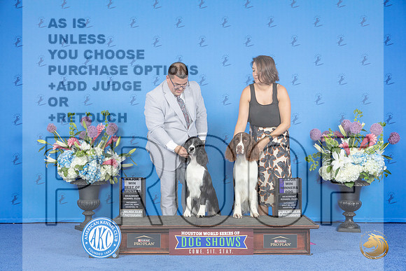 Springer Spaniel #5 #6 SAT WD M WB BOW M Judge Ronald Freeman__JP_9878_Houston_2024_HR3
