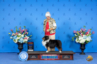 Shetland Sheepdog #38 SAT WB BW BOS NC Judge Jammie Hubbard