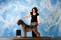 Wirehaired Pointing Griffon #6 Sun G3 +J Ed Biven