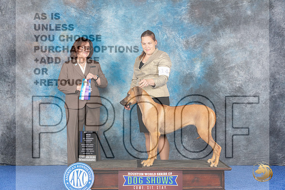 Rhodesian Ridgeback #14 WED W BW Judge Barbara Scherer__JP_6478_Houston_2024_HR3