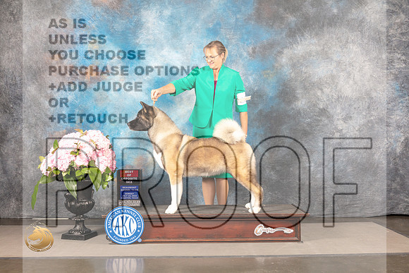 Akita #22 Sun BOS Judge Steve Keating_MJ_7899_Houston_2022_HR3