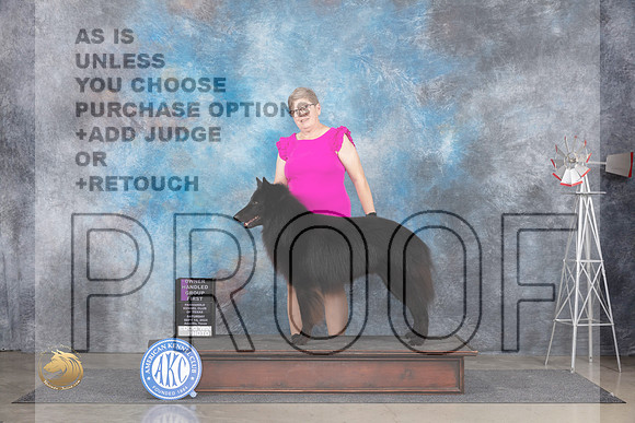 Belgian Sheepdog #5 Fri OHG1 Judge Denise Dean r__JP_5846_Amarillo_2024_HR3