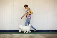 Coton De Tulear Sun S1 Ring