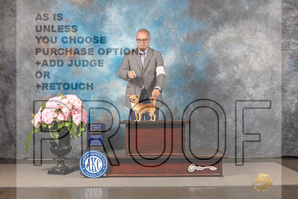 Chihuahua Smooth #29 Sun BOBBOW Judge Barbara Alderman_MJ_8300_Houston_2022_HR3