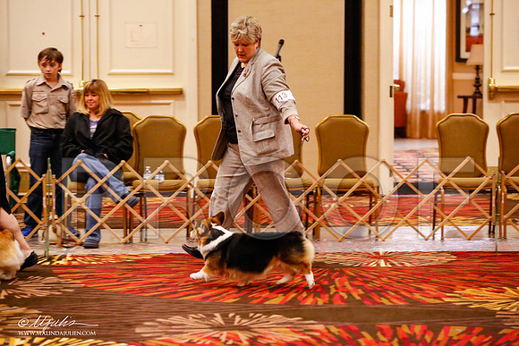_JJ_8988-HstnCorgiFeb2015-HR3