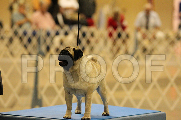 MJS_2795