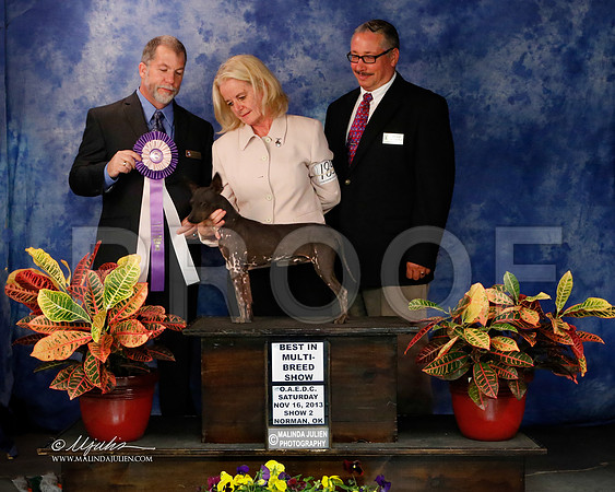 AmHrlss-8903-NormNov2013-HR