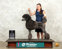 Poodle Std #460 Sat BOB Judge Sandra Sproull Kowalski