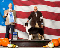Australian Shepherds #14 Sun G1 Green Sherry Judge Mr Allen L Odom