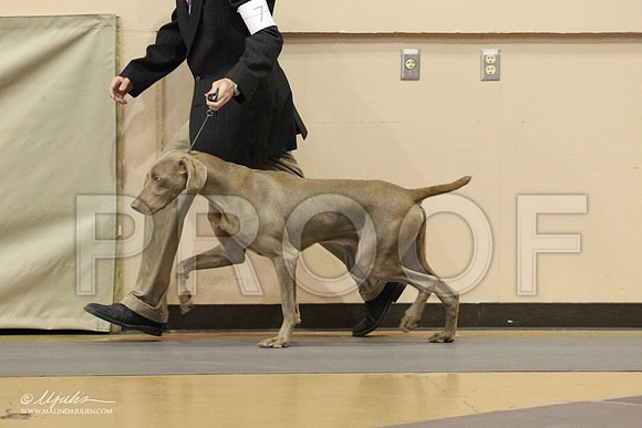 Weim-0479LR