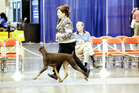 Doberman Pinschers Thurs Ring