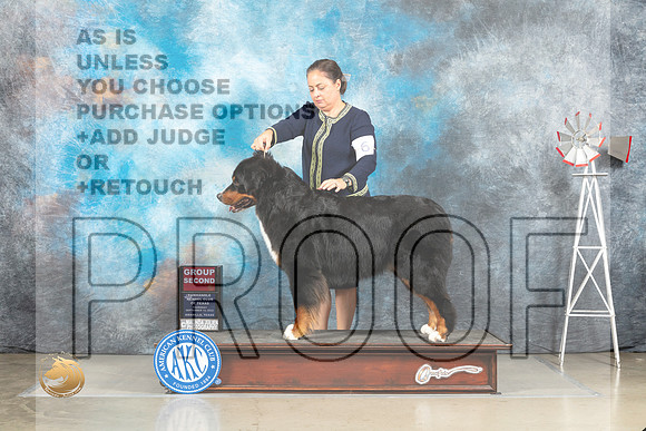 Bernese Mountain Dog #6 Thur G2 Judge Sharon Derrick_MJ_3820_Amarillo_2022_HR3