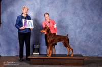 Doberman Pinscher #22 BOW Mj