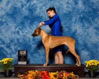 Rhodesian Ridebacks #8 Sun BOB Bays Valerie Jeremie Agent Kari Smith Judge Mrs Pamela B Peat