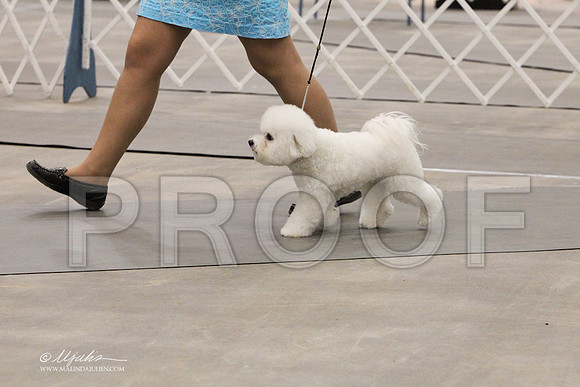 Bichon-0768LR