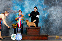Norfolk Terrier #5 Fri BIS Judge Susan Walker