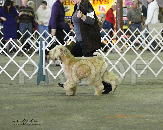 Soft Coated Wheaten Terrier - 0007-2