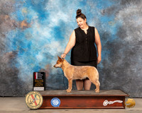 Australian Cattle Dog #10 Sun BOSWB Judge Judy Brown