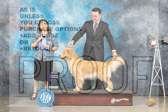 Golden Retriever #24 Sun WB Judge Joan Liebes-_MJ_3447e-HR3