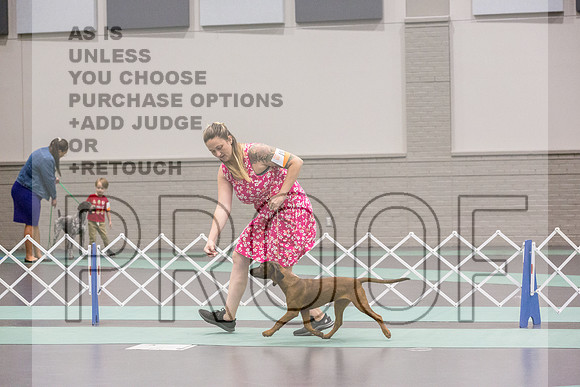 Bavarian Mountain Hound Ring Fri Ring 1_JJL_5088_UKCLNGVIEWOCT2024_2024_HR3